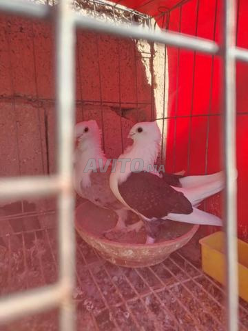 Couple ambre 3 pièces et mâle voyageur