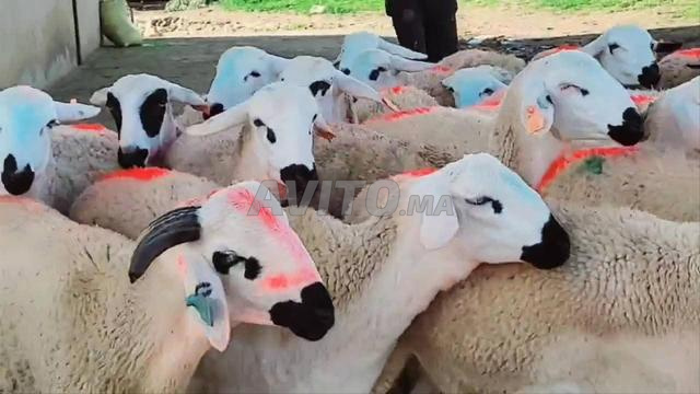 30 Sardinian yearlings, good quality