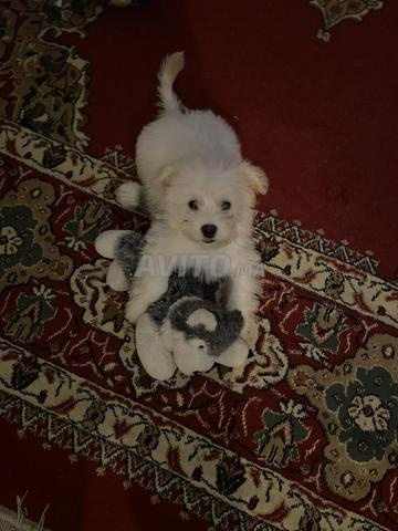 Chien bichon maltais