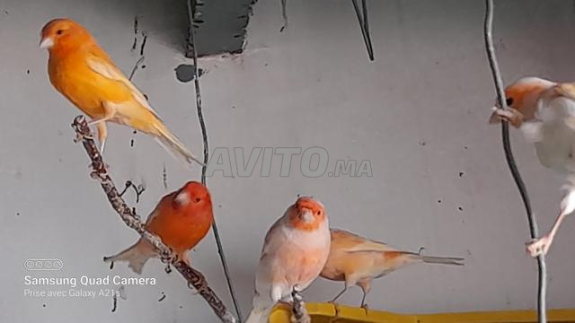 كناري موزاييك