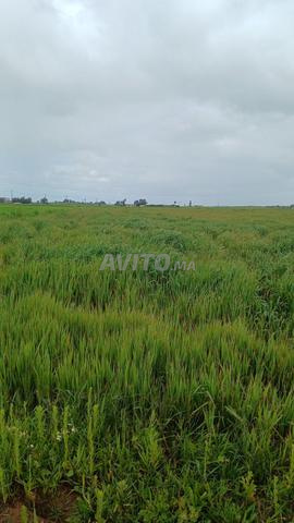 Terrain à vendre propriété - 2