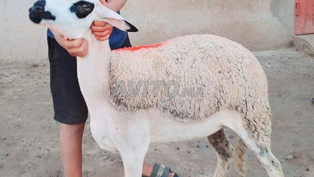 30 howlia sardia mliha d'ara