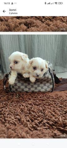 Chiots bichon maltais ber race âgés de 40 jours