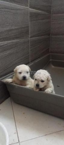 chiots bichon