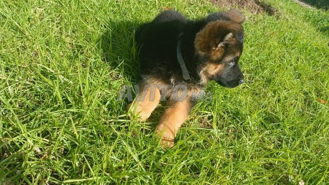 جراء كلب الراعي الألماني