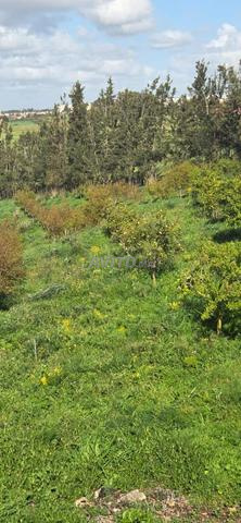 Ferme agricole titrée à vendre 4.56 hectares Sala Al Jadida