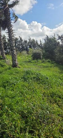 Ferme agricole titrée à vendre 4.56 hectares Sala Al Jadida - 2