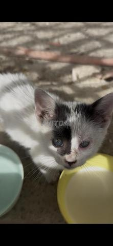 قطة صغيرة أنثى للتبني