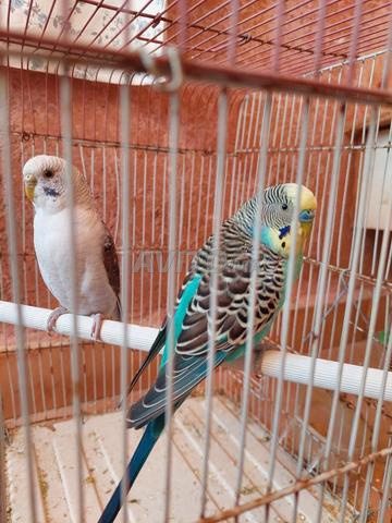 زوج بيروش بالقفص