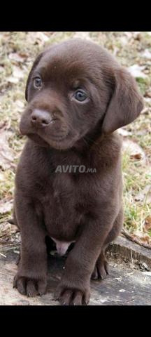 جرو لابرادور شوكولاتة