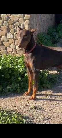 ذكور دوبرمان كلاب