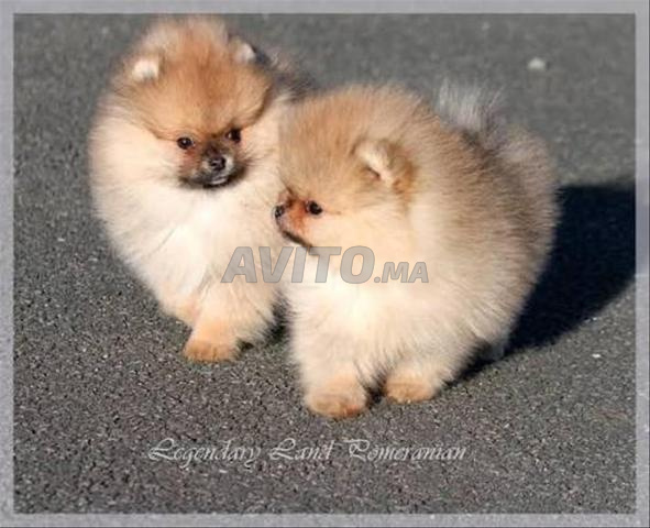 جرو سبيتز قزم