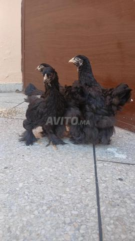 براهما أسود