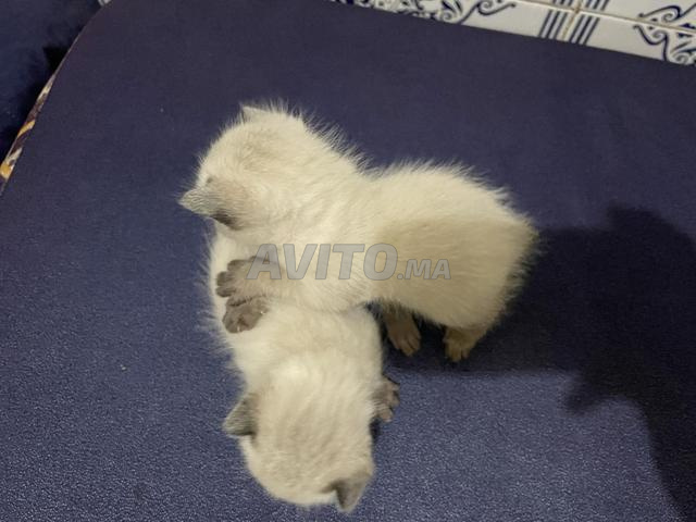 Chat siamois himalaya