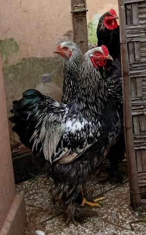 فروج براهما سبرايت فضي