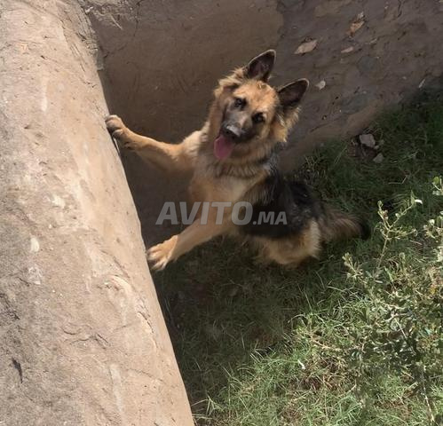 جرو شيبرد ألماني