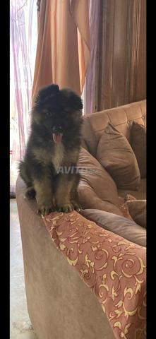 chiot berger allemand - 2