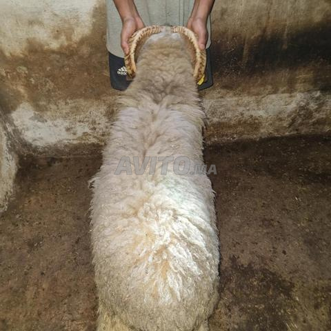 Agneau Sardi ou Berki