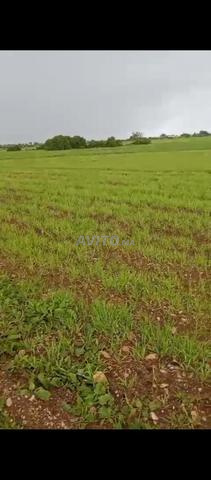 أرض للبيع فلاحية في منطقة ولجة - 2