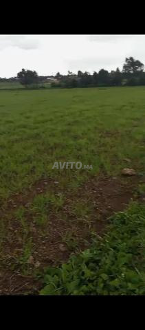 Terrain agricole à vendre dans la région de Oulja