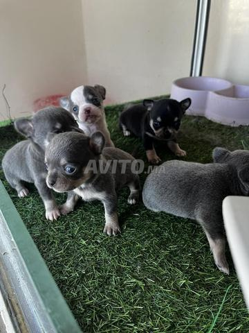 جرو تشيهواهوا