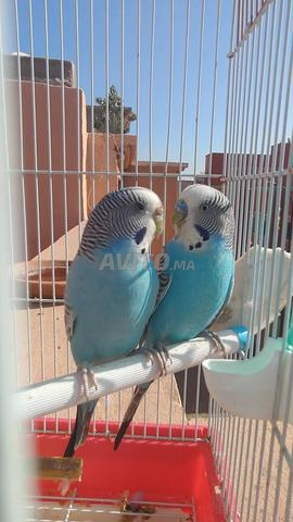 Perruches à vendre avec cage et 3 mangeoires