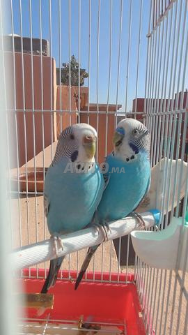 طيور البيروش للبيع مع القفص و 3 أكلات - 2