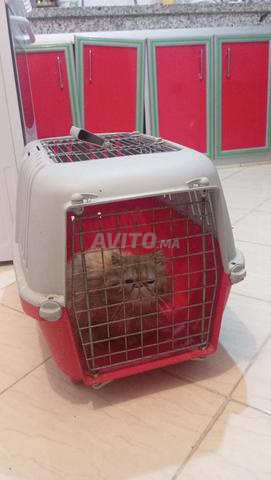 Belle Chat persan femelle avec valise