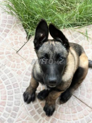 أنثى مالينو للبيع 4 أشهر