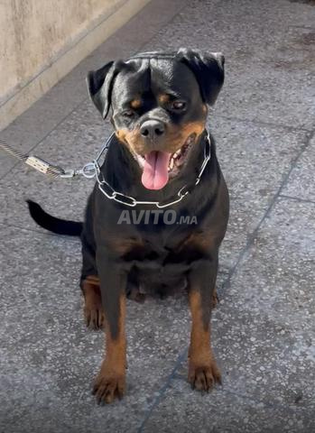 أنثى ممتازة ذات نسب مؤكد