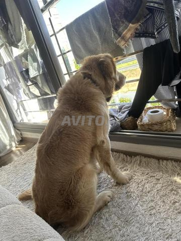 تزاوج كلب لابرادور جولدن ريتريفر