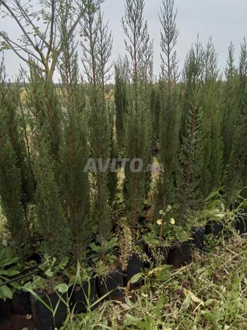 cyprès de clôture 1m et plus - 2