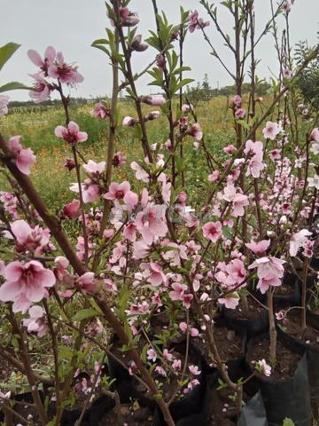 Arbres fruitiers de 3 ans - 2