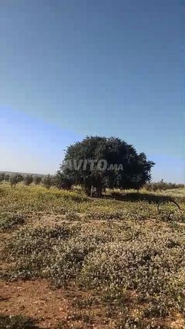 للبيع أرض - 2