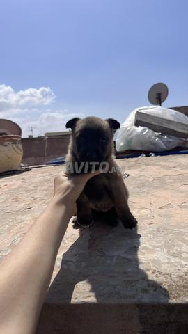 Malinois charbonnais