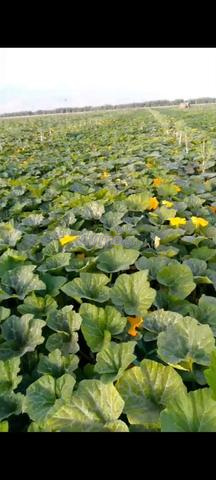 Graines de courge espagnoles - 2