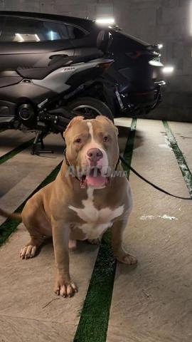 American bully xl - 2