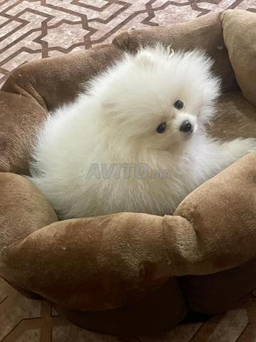 كلب سبيتز أبيض بالكامل - 2