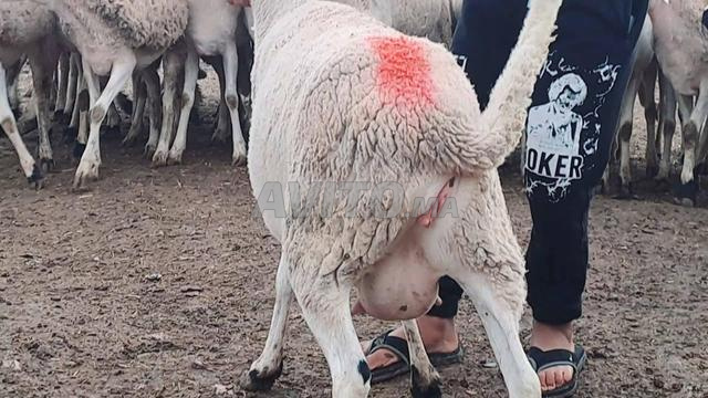 Annuelle Sarda de bonne qualité, prix raisonnable