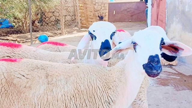 Annuelle sarda bonne à vendre