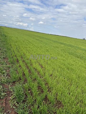 15 هكتار للبيع - 2