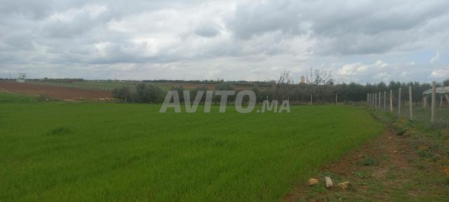 هكتار وأكثر في عين أغبال - 2