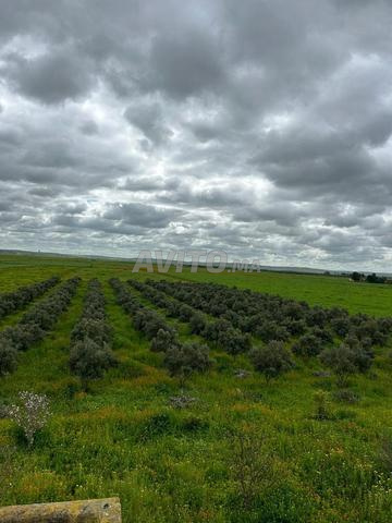 سعر مغري - أرض فلاحية للبيع - 2