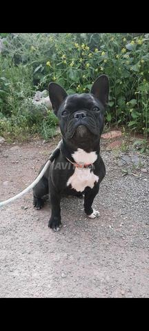 بولدوج للبيع