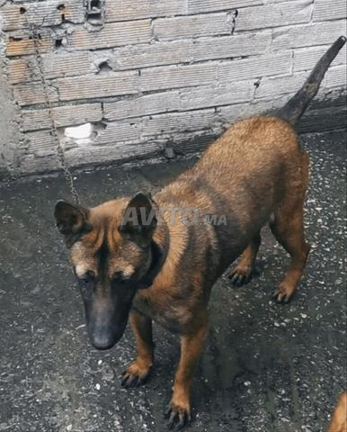 مالينوا كلاسيك - 2