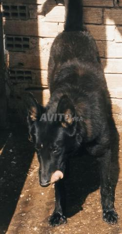 مالينوا الأسود - 2