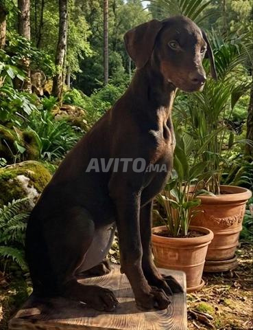 إناث دوبرمان ذو نسب معتمد