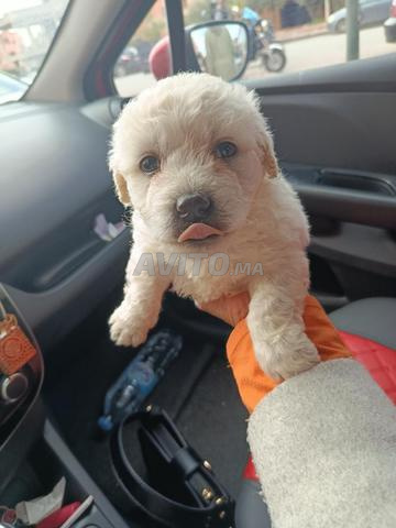 كلب بيشون مالطي من سلالة نقية عمره 40 يومًا