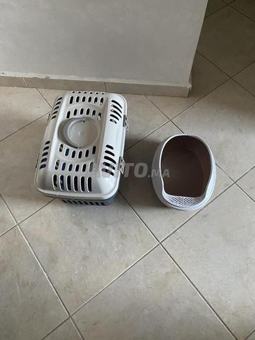 إكسسوارات قطط