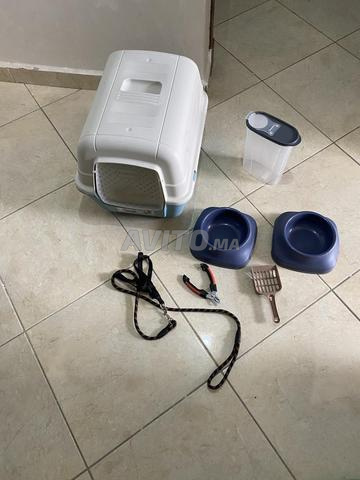 إكسسوارات قطط - 2